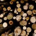 Close up photo of wood logs