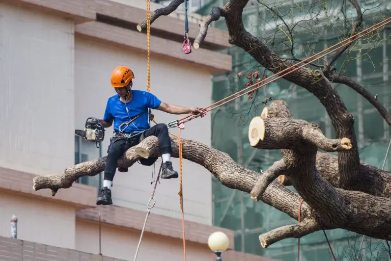 Man in blue shirt siting on tree branch wearing safety harness holding ropes on left hand and chainsaw in right hand