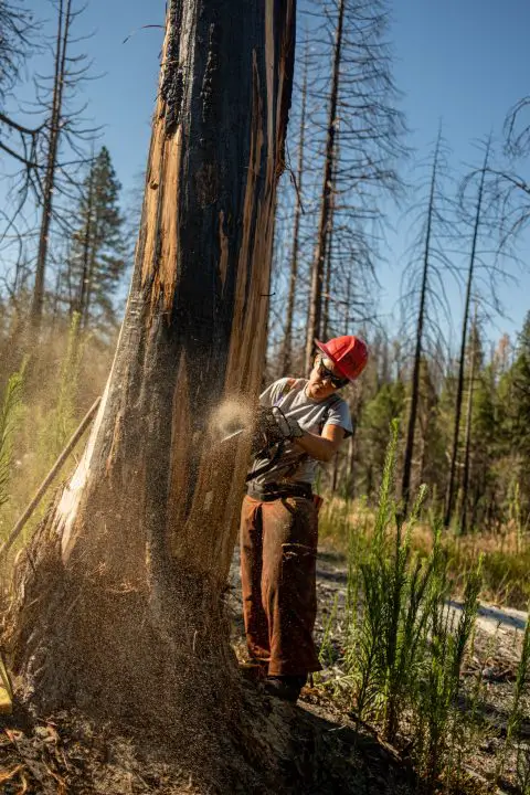 How to Cut a Leaning Tree in the Opposite Direction