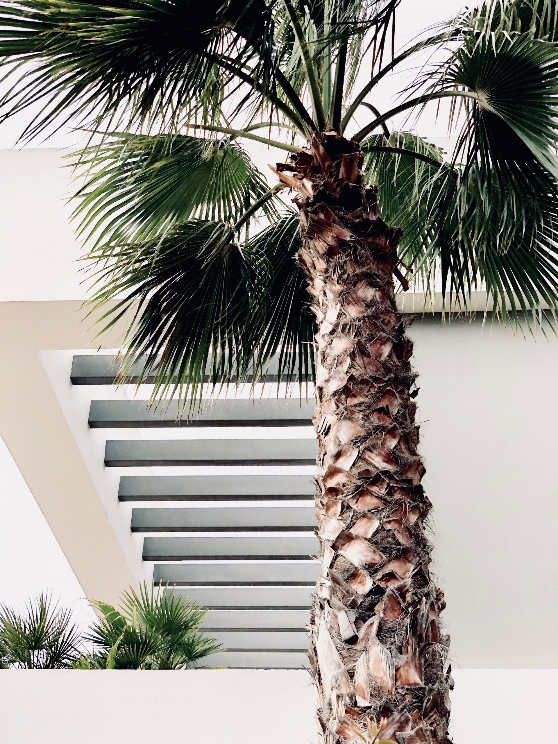 how-to-cut-a-palm-tree-down-and-chop-it-up-for-removal